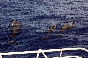 Pod of Pilot Whales off the West coast of Little San Salvador Island Bahamas
