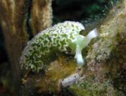 Lettuce Leaf Sea Slug Roatan Honduras