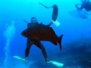 Dive Master Gustavo feeding Black Grouper & Green Moray Roatan Honduras