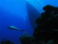 Caribbean Grey Reef Shark under Pirates Lady at Bull Run Bahamas