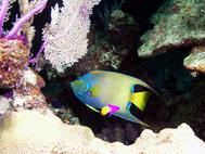 Queen Angel Fish at a cleaning station Lighthouse Atoll Belize C.A.