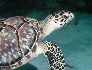 Hawksbill Turtle Flat Rock Exumas Bahamas