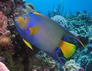 Queen Angel Fish Exumas Bahamas