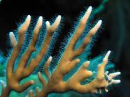 Branching Fire coral