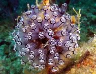 Purple Tunicates Saddle Key Bahamas