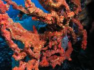 Red Branching Coral Bahamas