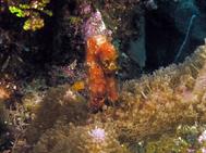 Long Nosed Sea Horse at Pillar Coral Roatan Honduras