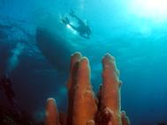 Pillar Coral Roatan Honduras
