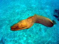Free Swiming Green Mory Eel on the Egale Wreck Roatan Honduras