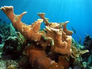 Stag  Horn Coral Roatan Honduras