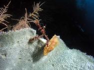 Neck Crab on sponge BAIII 06
