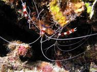 Banded Coral Shrimp BAIII 06
