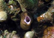 Golden Moray Eel in reef at Lighthouse Atoll Belize C.A.