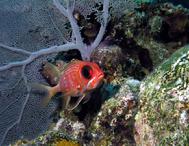 Big Eyed Soldier Fish Lighthouse Atoll Belize C.A.