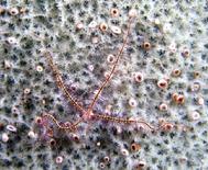 Brittle Starfish on Coral Head Lighthouse Atoll Belize C.A.