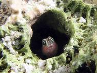 Secretary Blenny in Coral Head Lighthouse Atoll Belize C.A.
