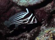 Spotted Drum Fish Long Key Lighthouse Atoll Belize C.A.