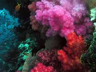 Soft Corals in the Soft Coral capital of the World Fiji, Bega Lagoon