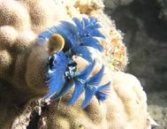 Blue Chrimas Tree Worm Bega Lagoon Fiji