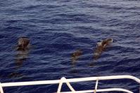 Pod of Pilot Whales off the West coast of Little San Salvador Island Bahamas