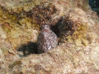 Spotted Moray eel SE 2006