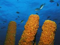 Tube Sponges Long Key LIghthouse Atoll Belize C.A.