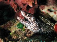 Spotted Eel under Barrel Sponge Belize C.A.