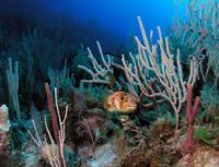 Puffer on Reef Exumas Bahamas
