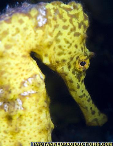 369__MG_6838_Sea_Horse_Yellow_Close_up_BIBR_08.jpg