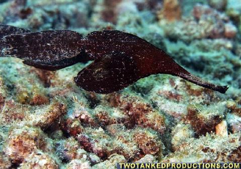 479__MG_8206_Leaf_Pipe_fish_Wananevu_12-08.jpg