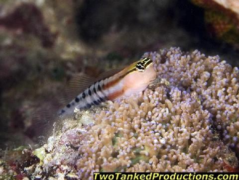 480__MG_5033_Goby_on_Coral_FAIII_07.jpg