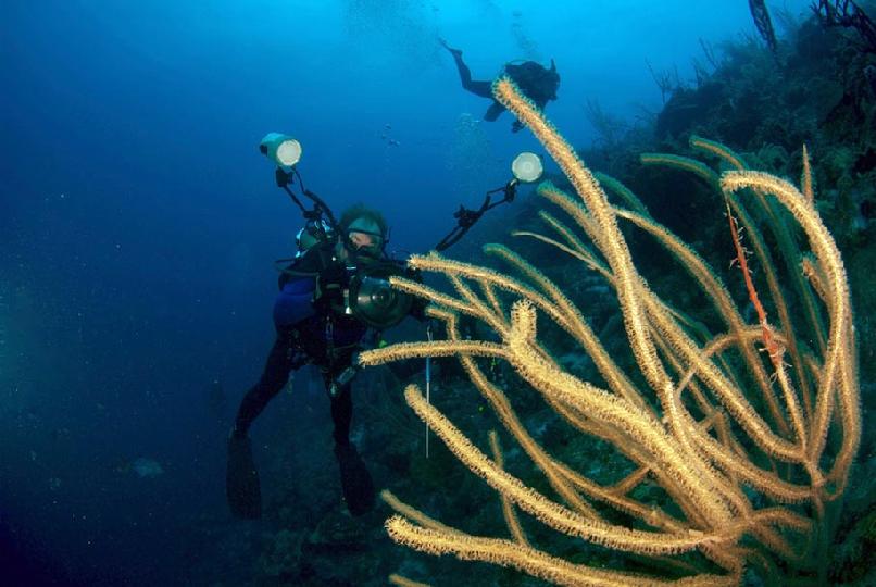 Turks & Caicos Aggressor Underwater Photos