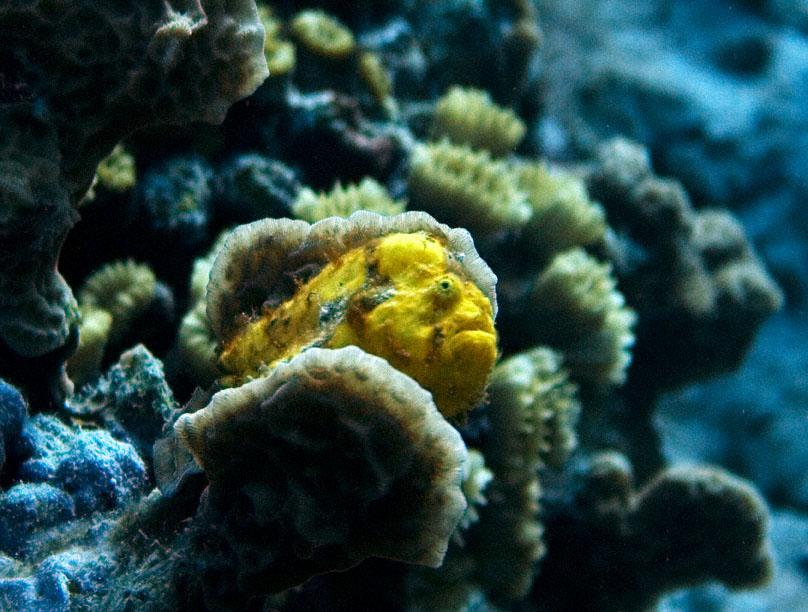 808__MG_6928_Yellow_Frog_fish_Klein_Bonaire_12-09_III.jpg