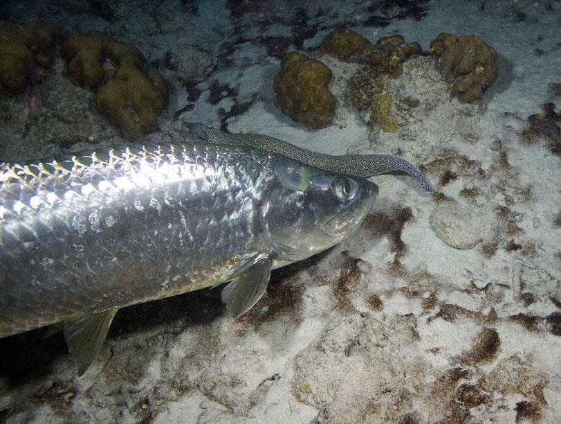 811__MG_7088_The_Tarpon_The_Eel_Bonaire_12-09_II.jpg