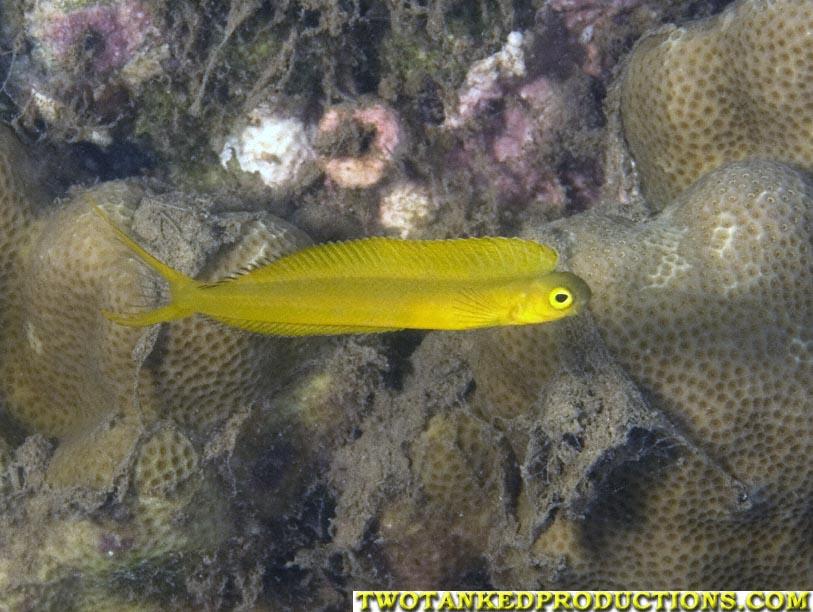 813__MG_4387_Yellowfish_Beqa_Fiji_07.jpg