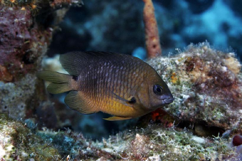 820__MG_0291_Damsel_fish_on_reef_Klein_Bonaire_09.jpg