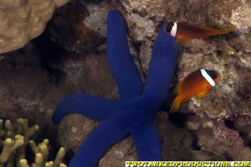 820__MG_4433_Clown_Fish_Blue_Starfish_Beqa_Fiji_07.jpg