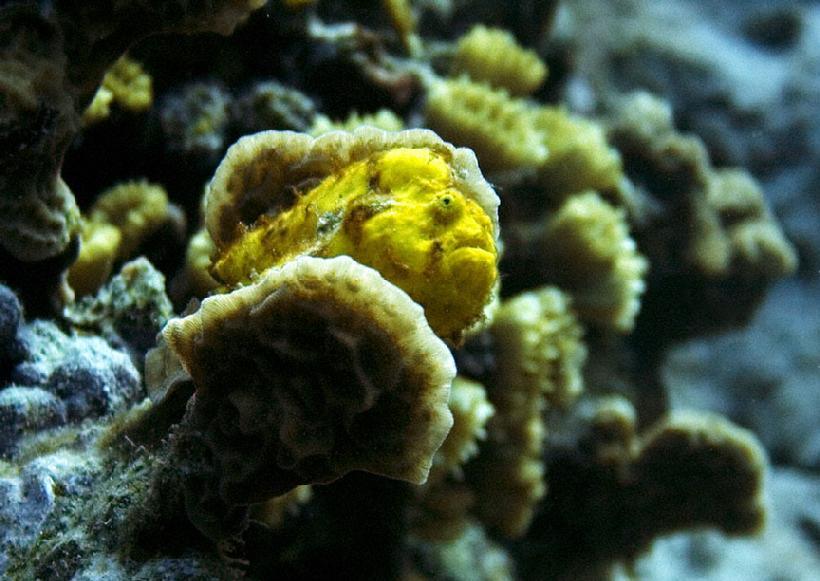 820__MG_6927_Yellow_Frog_fish_Klein_Bonaire_12-09_III.jpg