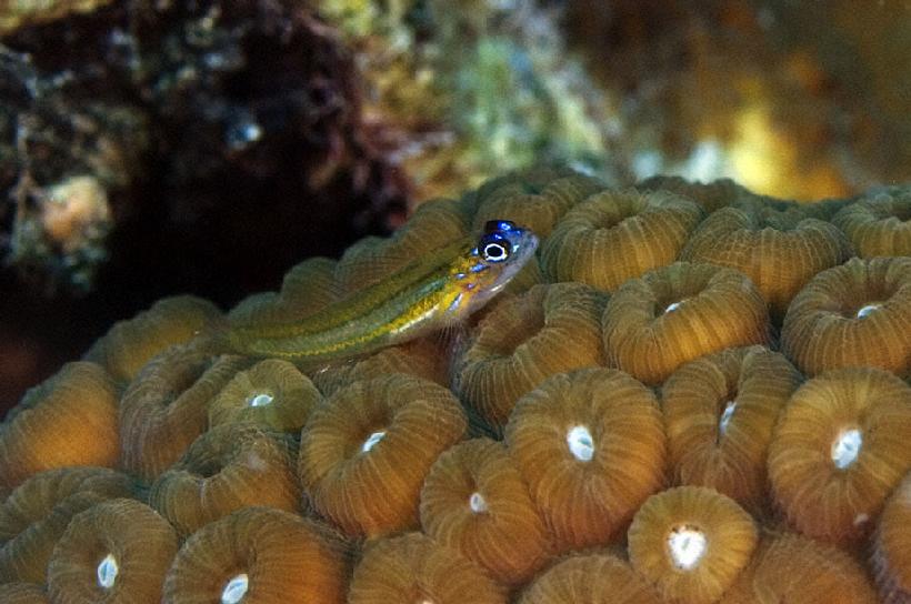 820__MG_7032_Blenny_on_Coral_Head_BA_12-09_II.jpg