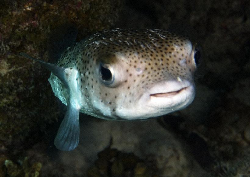 820__MG_7070_Porcipine_fish_Bonaire_12-09_II.jpg