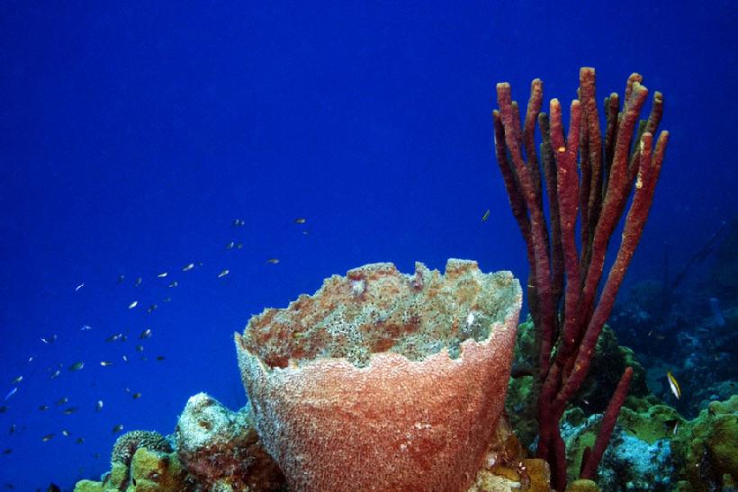 820__MG_7214_Sponges_at_the_Lake_Bonaire_12-09_IV.jpg