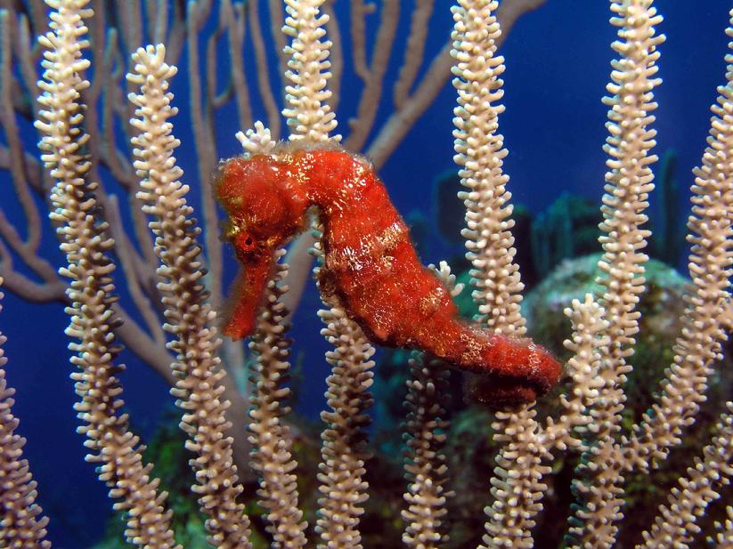 Diving in Roatan Hippocampus Reidi Longsnout Sea Horse