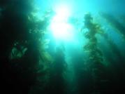 Kelp forest at Catalina Califorina