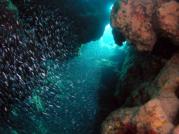 Siversides in cavern in reef at Little San Salvador
