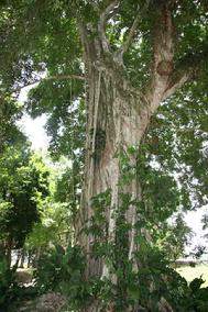 Bannion Tree at Lamini Belize C.A.