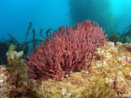 Soft Coral at Catalina California