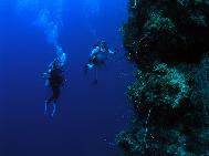 Tony up from the deep Little San Salvador Bahamas