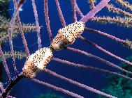 Flamingo Tongues on Coral branch Bahamas