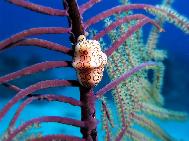 Flamingo Tongue on Soft Coral Branch Bahamas