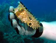 Porcupine Fish Elutheria Bahamas